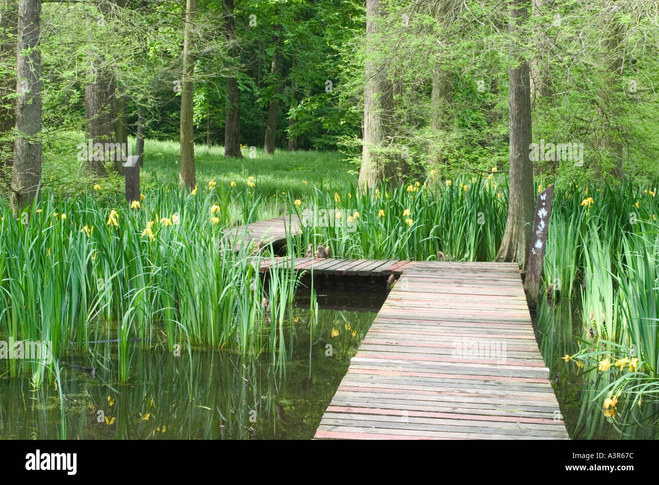 Broadwalk though Cypress Swamp The Dawes Arboretum Newark Ohio Stock
