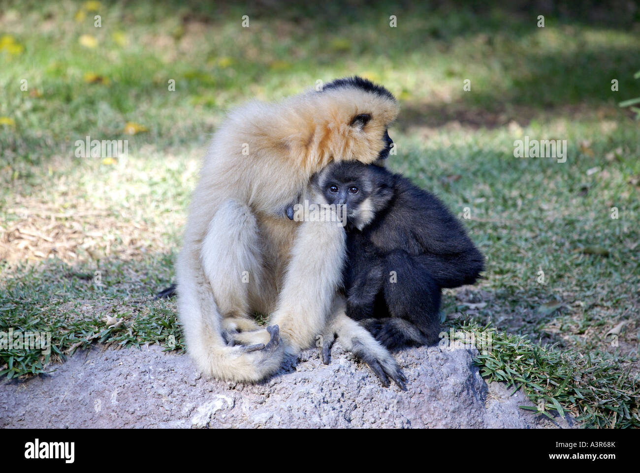Buff Cheeked Crested Gibbon (Nomascus gabriellae) female with male
