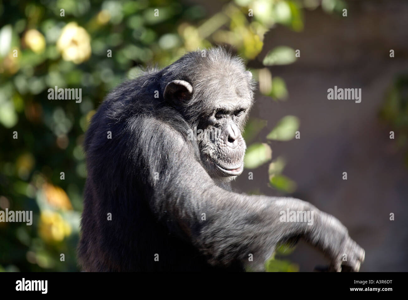 Mature adult Chimp Chimpanzees Pan troglodytes Chimpanzee Pan