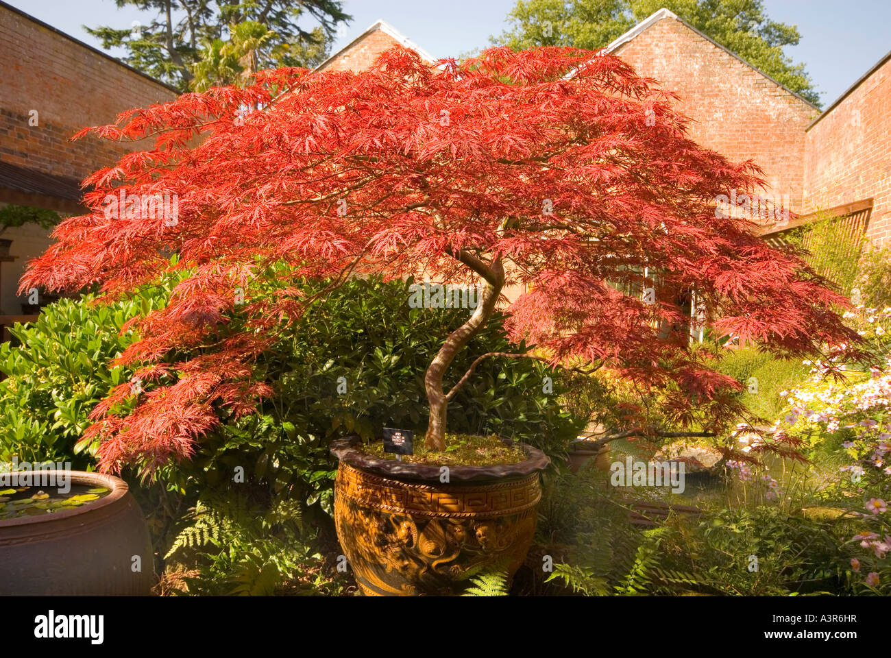 Bonsai Art of growing miniature trees Stock Photo Alamy