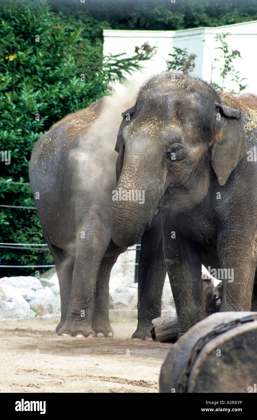 Two elephants Dust bath Blackpool Zoo Lancashire UK Britain Stock Photo