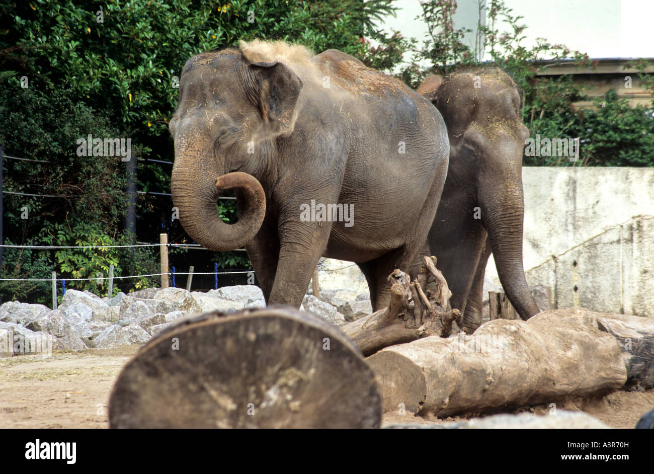 Two elephants Blackpool Zoo Lancashire UK Britain Stock Photo Alamy