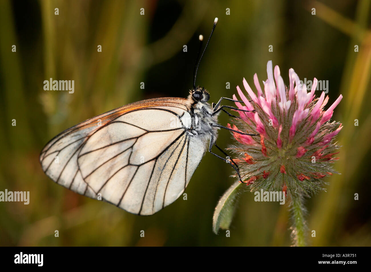 Kidney Insect Kidney vetch insect hi-res stock photography and images - Alamy