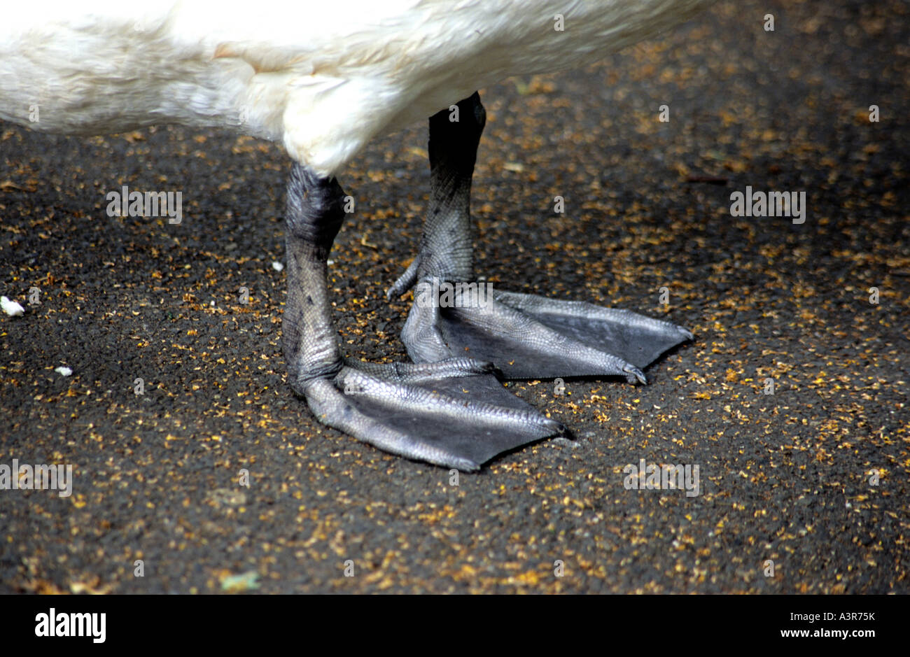 Feet of Mute swan Stock Photo Alamy
