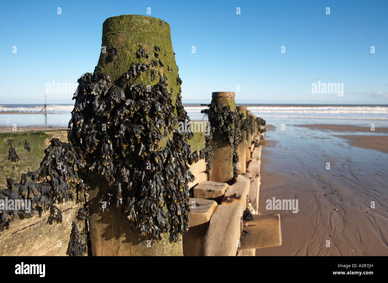 Sea defences, UK Stock Photo