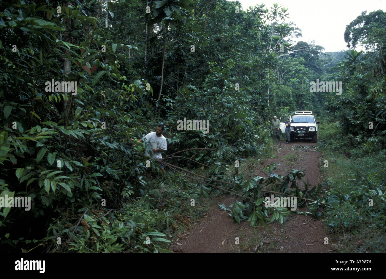 Old logging road in the Ivindo National Park Gabon West Africa Stock Photo