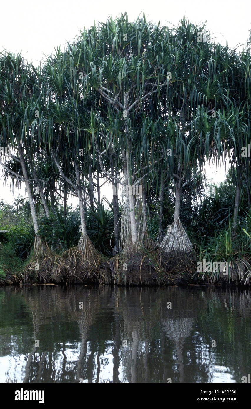 Mangrove trees showing the splayed roots Pongara National Park on the ...