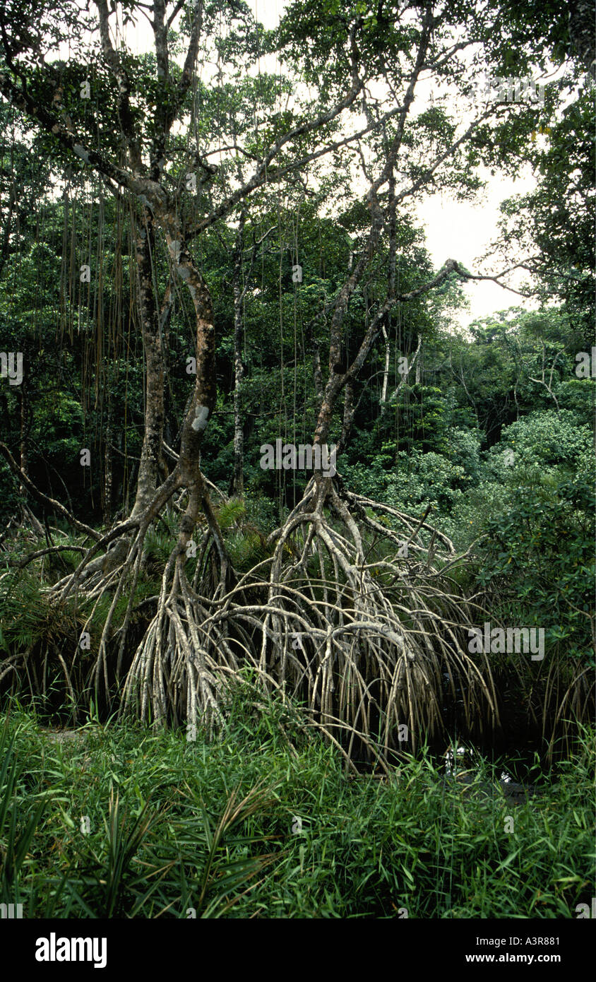 Mangrove trees showing the splayed roots Pongara National Park on the Atlantic coast of Gabon West Africa Stock Photo