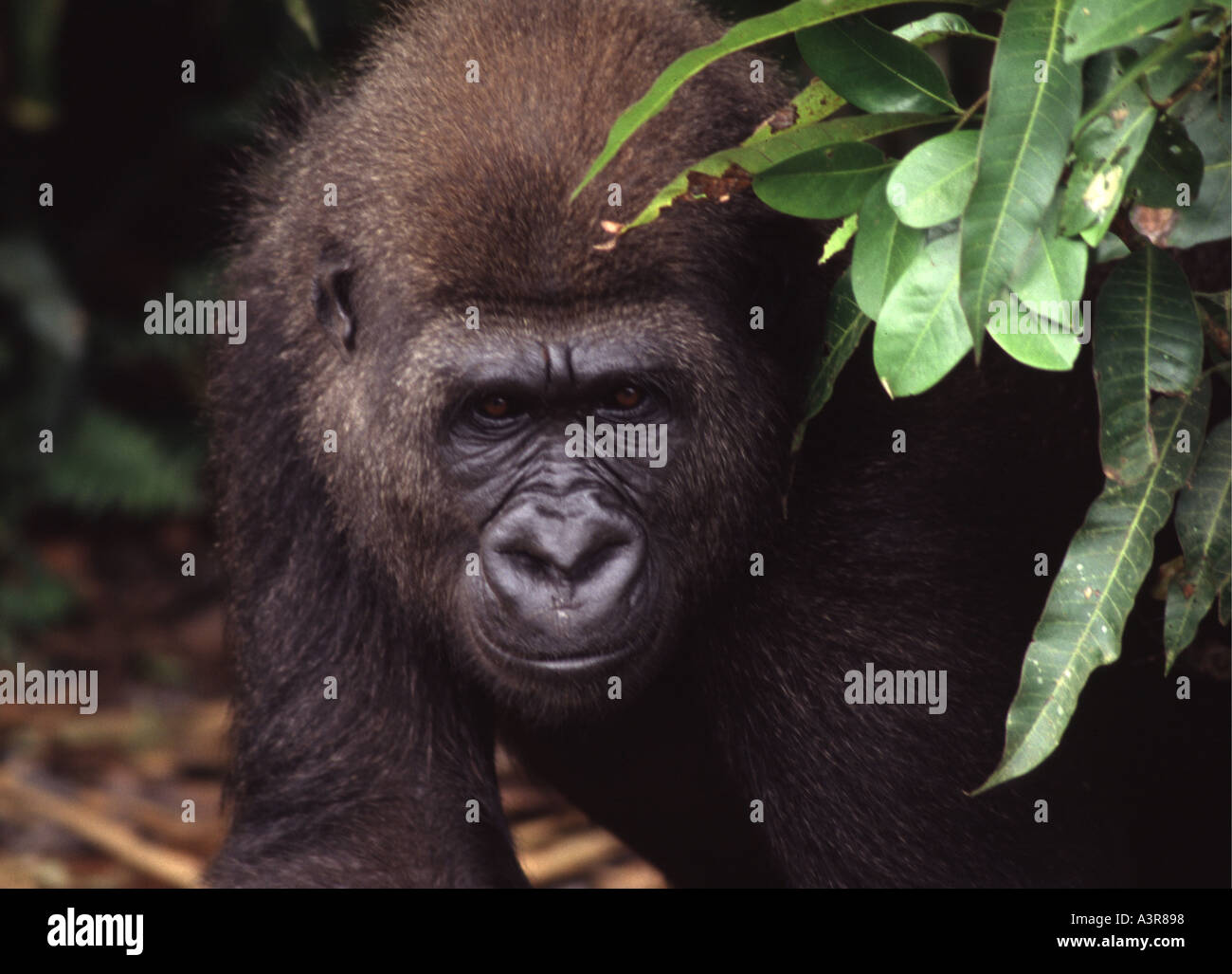 Western Lowland Gorilla Ivindo National Park Gabon West Africa Stock Photo