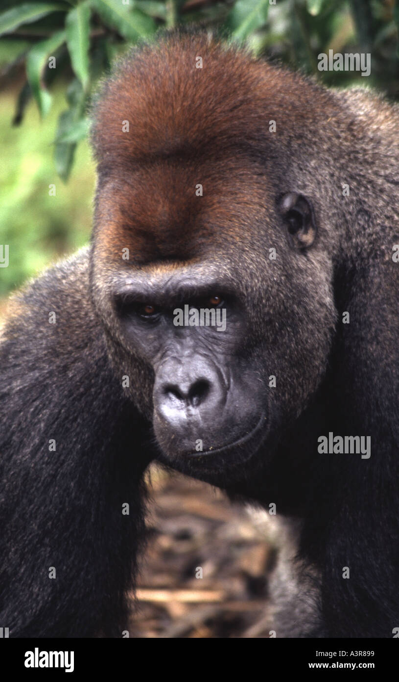 Western Lowland Gorilla Ivindo National Park Gabon West Africa Stock Photo