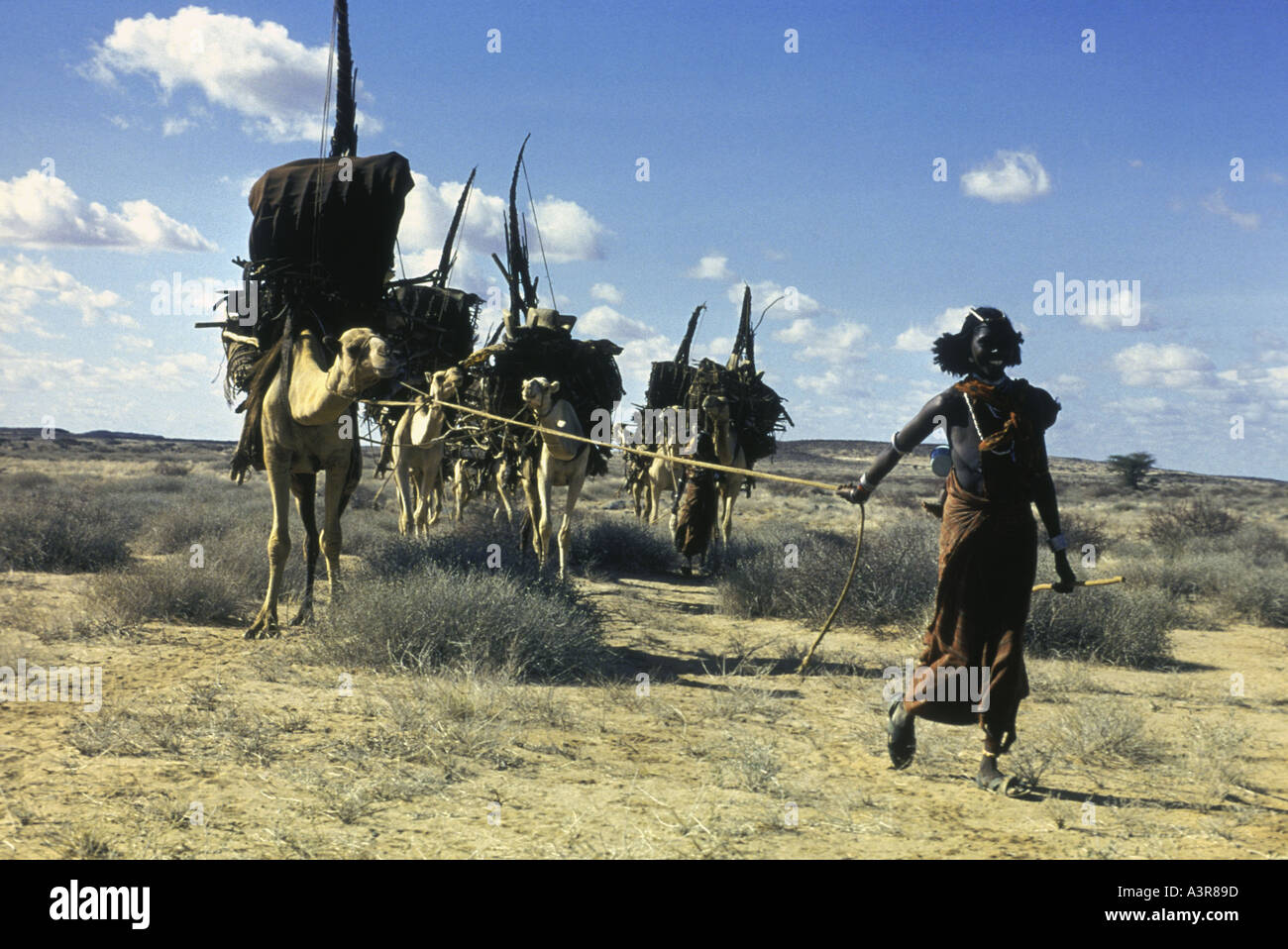 Gabbra woman leading a camel train across the Chalbi Desert in northern Kenya East Africa Stock Photo
