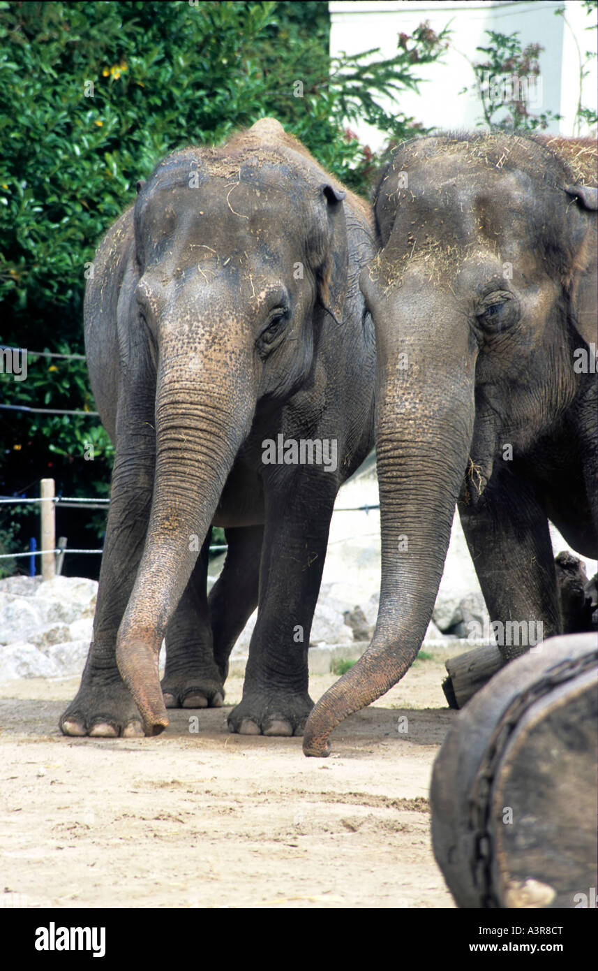 Two elephants captive Blackpool Zoo Lancashire Uk Stock Photo Alamy