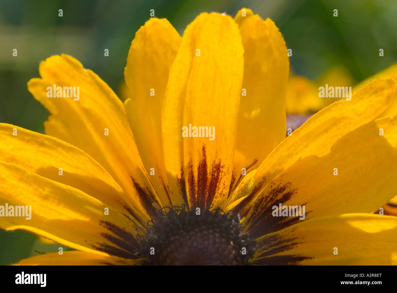 Sunflower Compositae Helianthus Stock Photo