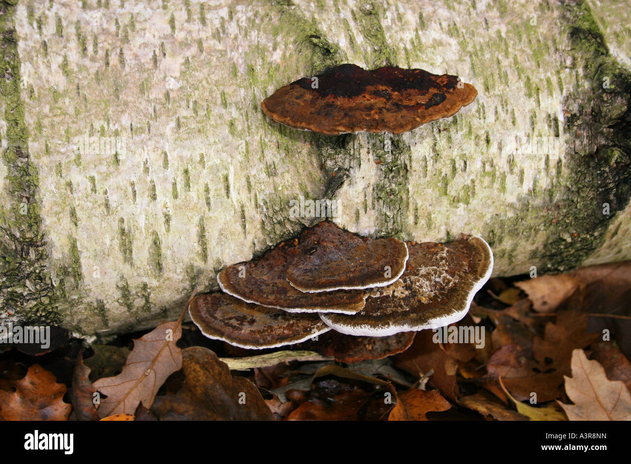 PIPTOPORUS BETULINUS. BIRCH POLYPORE FUNGI. Stock Photo