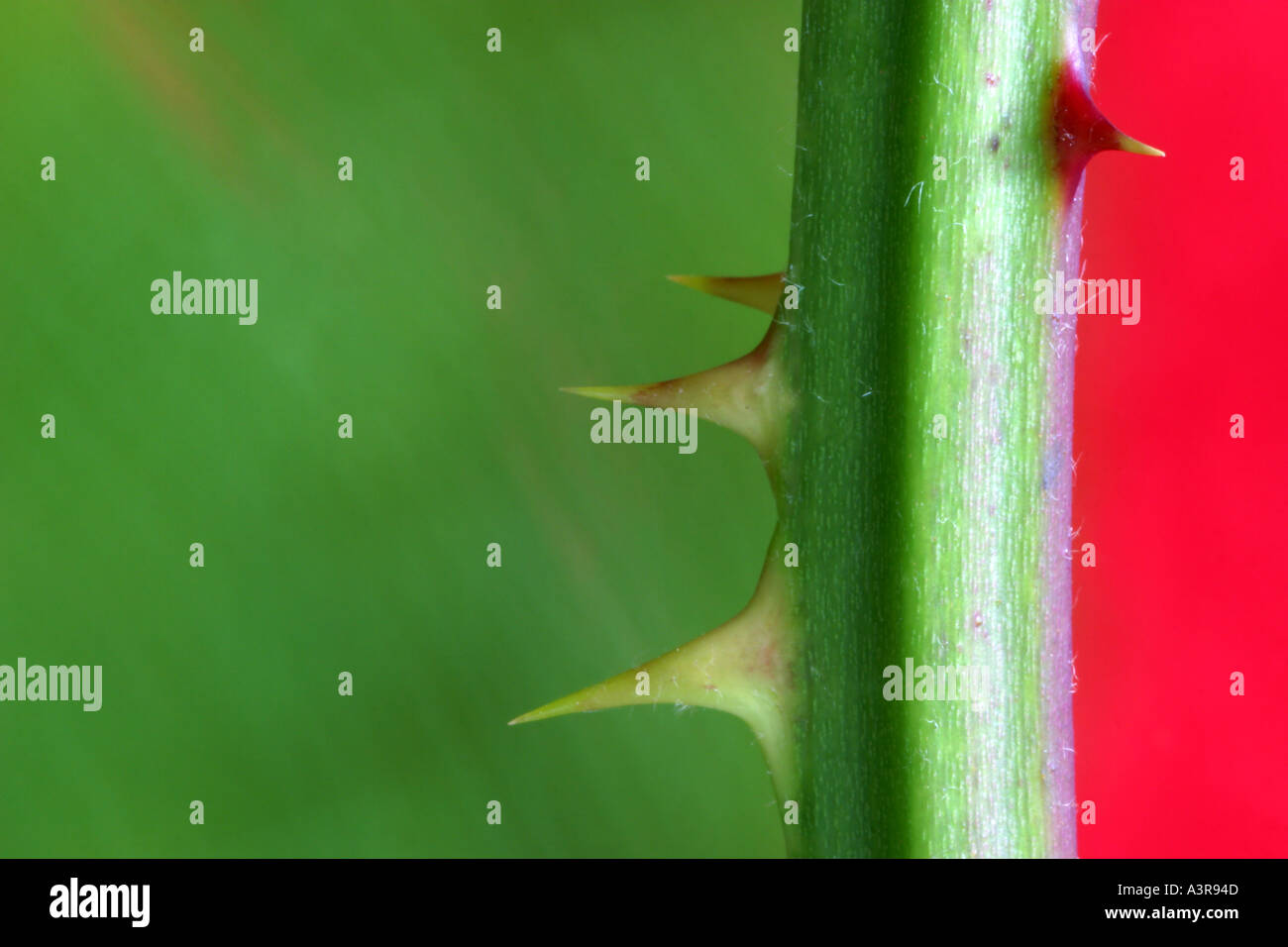 Blackberry Thorns High Resolution Stock Photography and Images Alamy