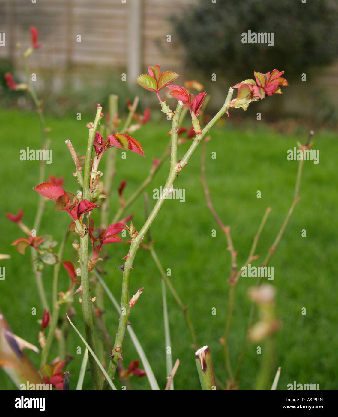 New rose shoots early spring hires stock photography and images Alamy