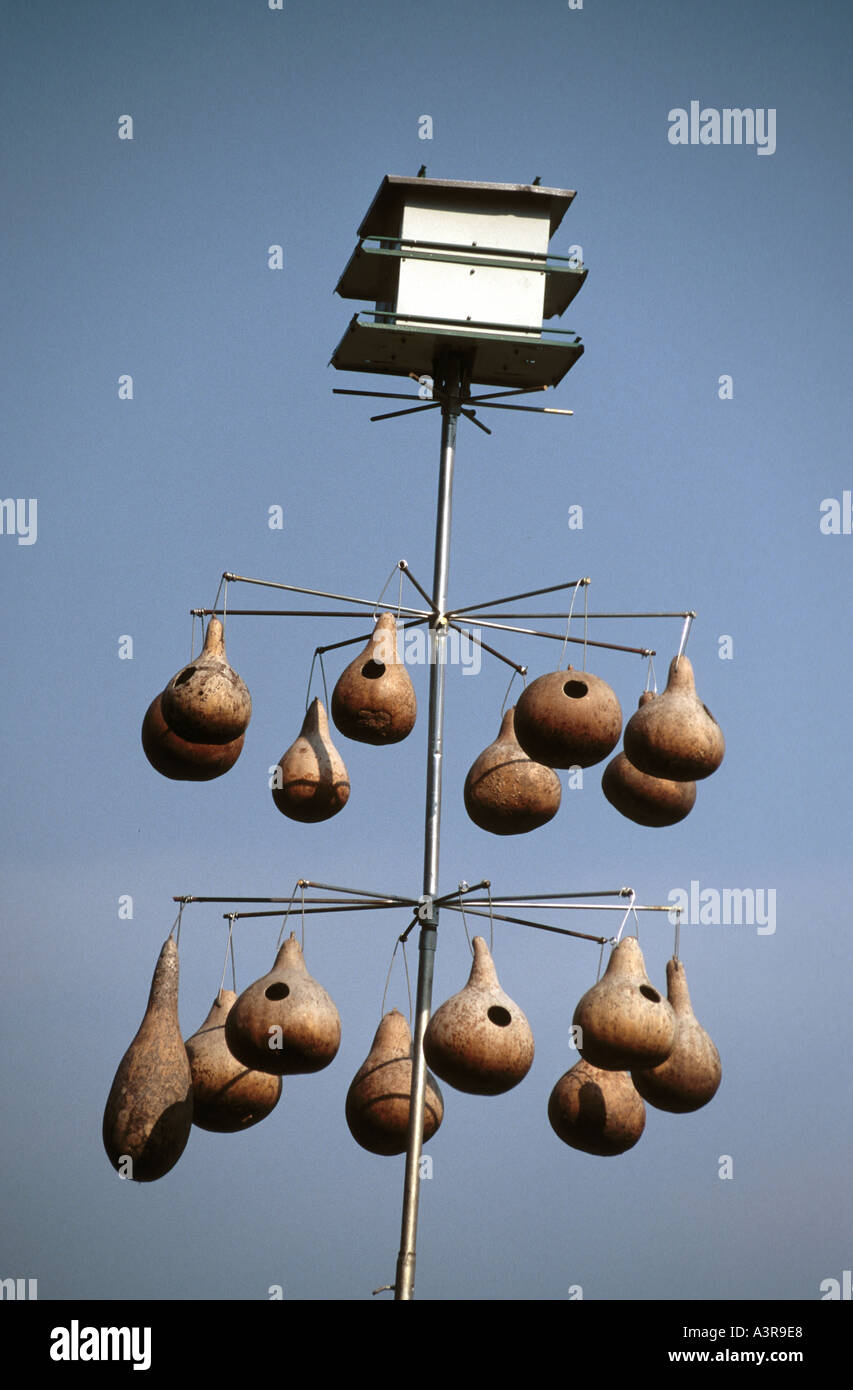 Bird houses from garden grown gourds for Purple Martins who eat