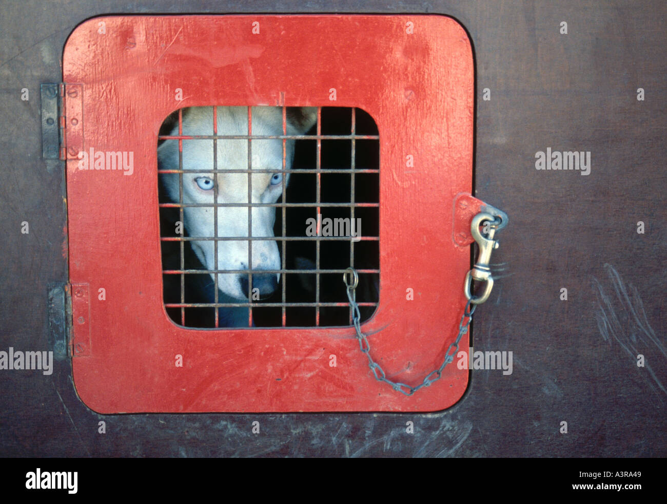Junkyard guard dog in cage before going out at night to do his real job