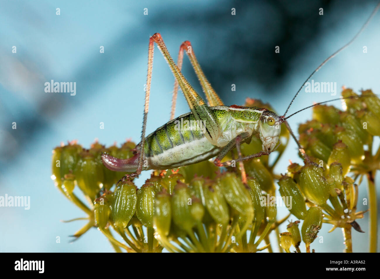 cricket dark bush cricket carrot family spreading hedgeparsley