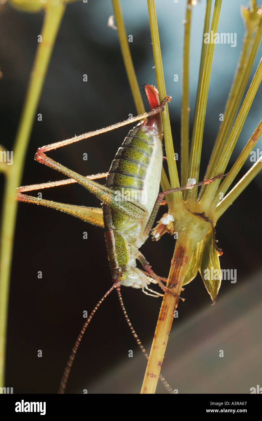 cricket dark bush cricket carrot family spreading hedgeparsley