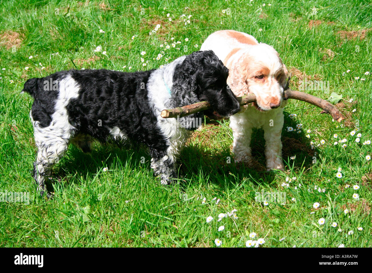 two dogs sharing the workload Stock Photo