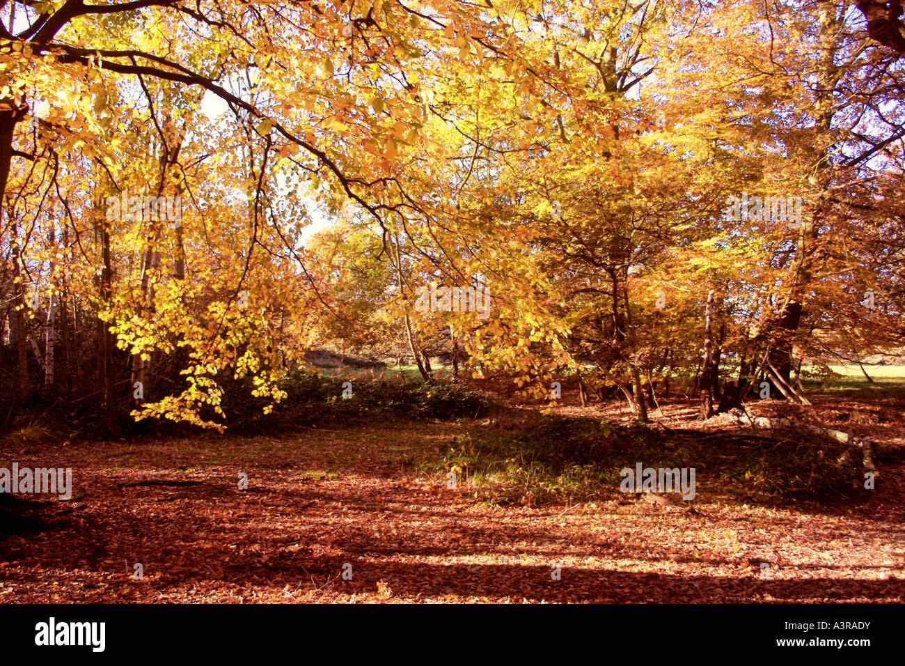 EPPING FOREST IN AUTUMN UK Stock Photo - Alamy