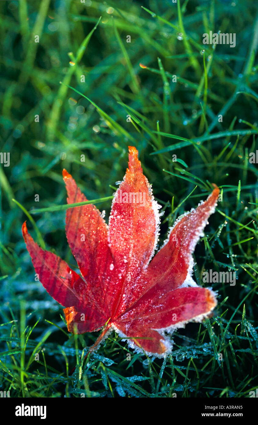 acer palmatum leaf Stock Photo
