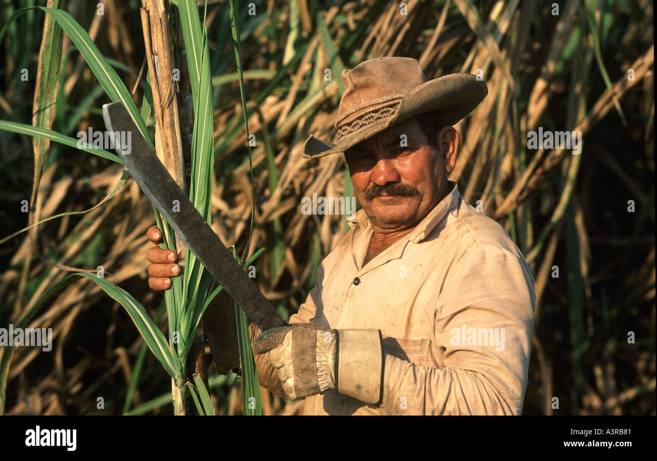 Cuban Man Cutting Sugar Cane On Collectivo Farm Or Collective Soviet Style In A Rural Area Outside Of Havana Cuba Cuban Man Cutting Sugar Cane On Collectivo Farm Or Collective Soviet Style In A Rural Area Outside Of Havana Cuba