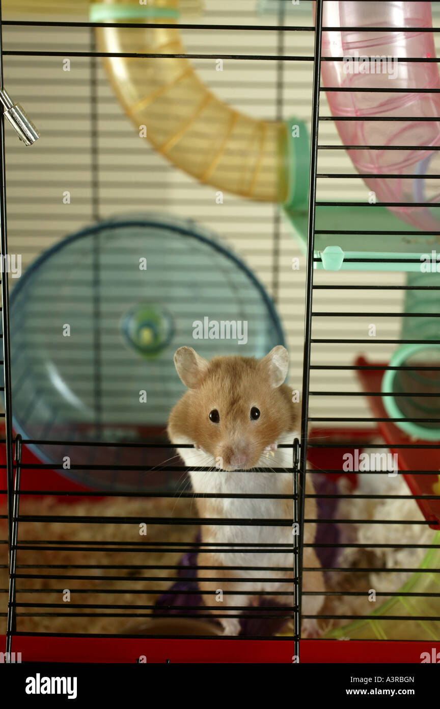 Hamster cage hires stock photography and images Alamy