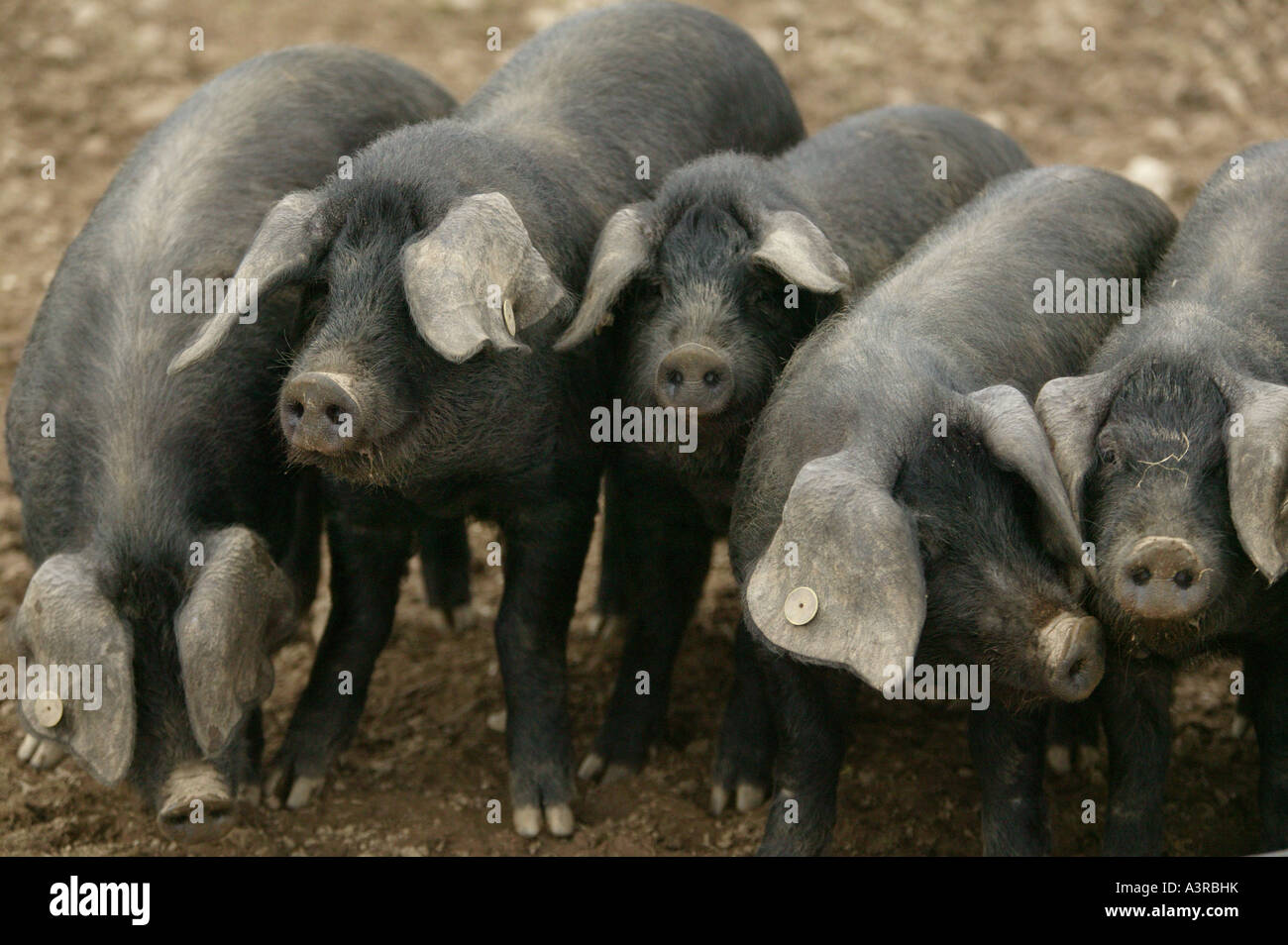 Large black pigs in a field Stock Photo Alamy