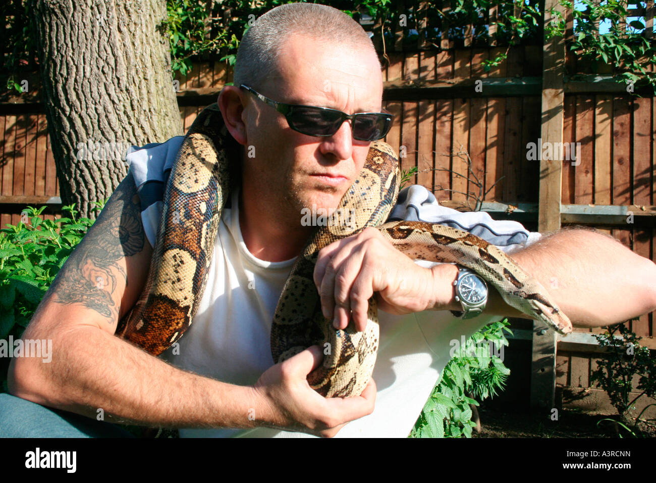 tough guy with tattoos and pet boa constrictor Stock Photo
