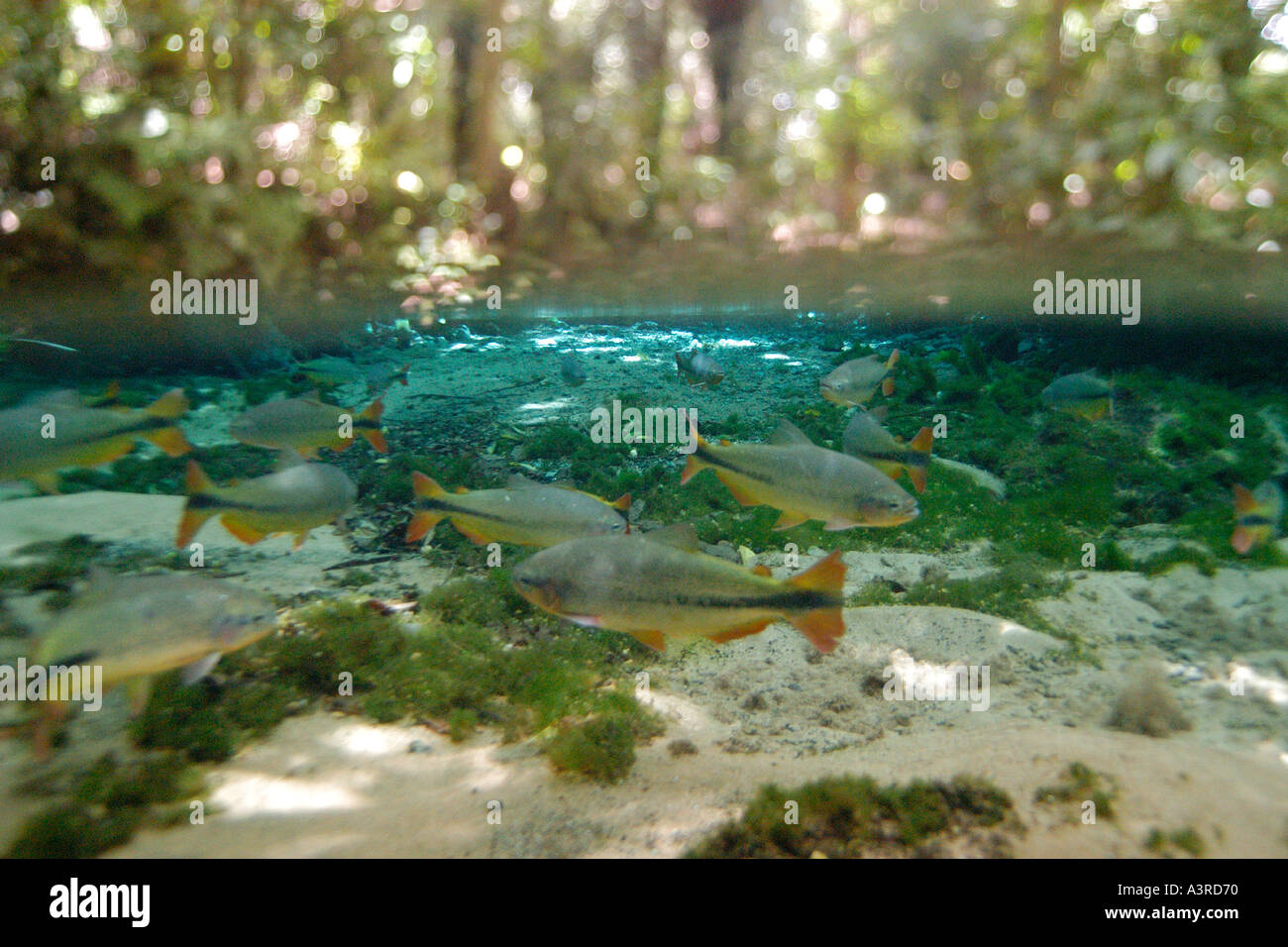 Piraputangas Brycon hilarii in creek and river side trees in national freshwater spring preserve Aquário natural Bonito Brazil Stock Photo