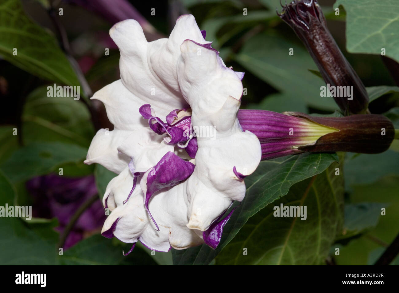 Closeup of a purple Angels Trumpet flower Datura metel Ballerina Purple Stock Photo