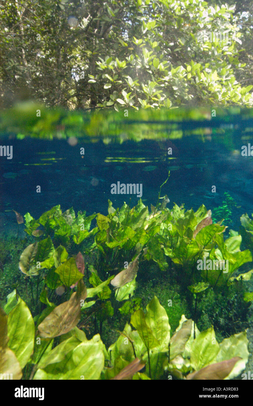 Over under of freshwater plants and river side trees in national freshwater spring preserve Aquario natural Bonito Brazil Stock Photo