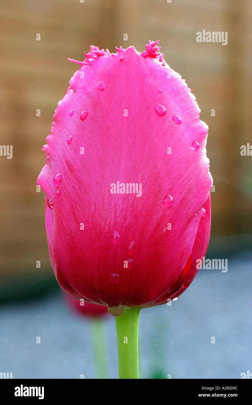 Soft and waxy petals hi-res stock photography and images - Alamy