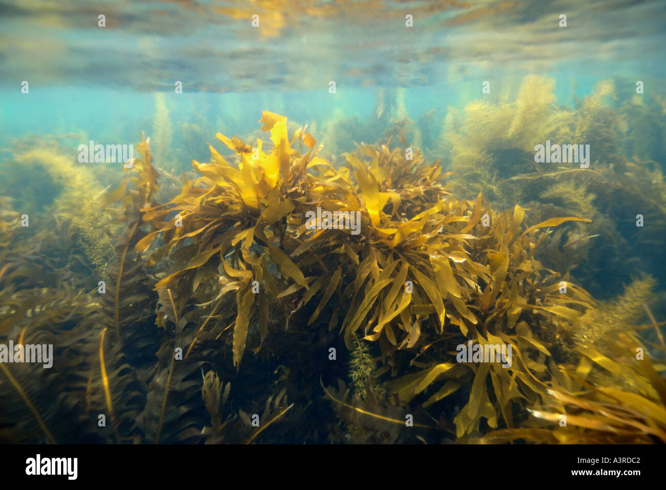 Kelp Undaria pinnatifida Chusan Ulleungdo South Korea East Sea or Sea of Japan Stock Photo
