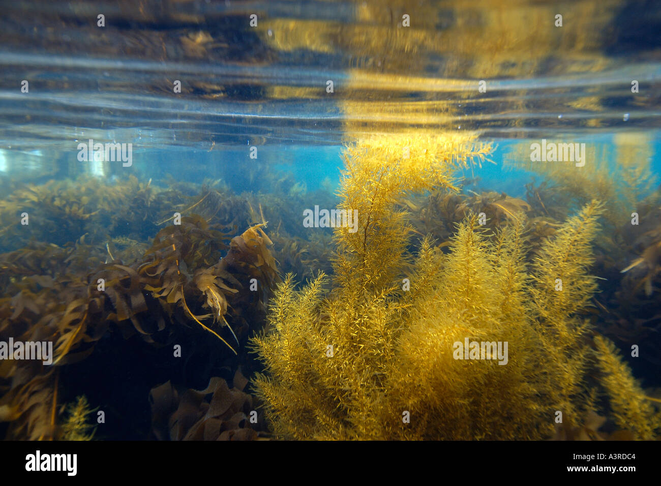 Brown algae Sargassum horneri and Undaria pinnatifida Chusan Ulleungdo South Korea East Sea or Sea of Japan Stock Photo
