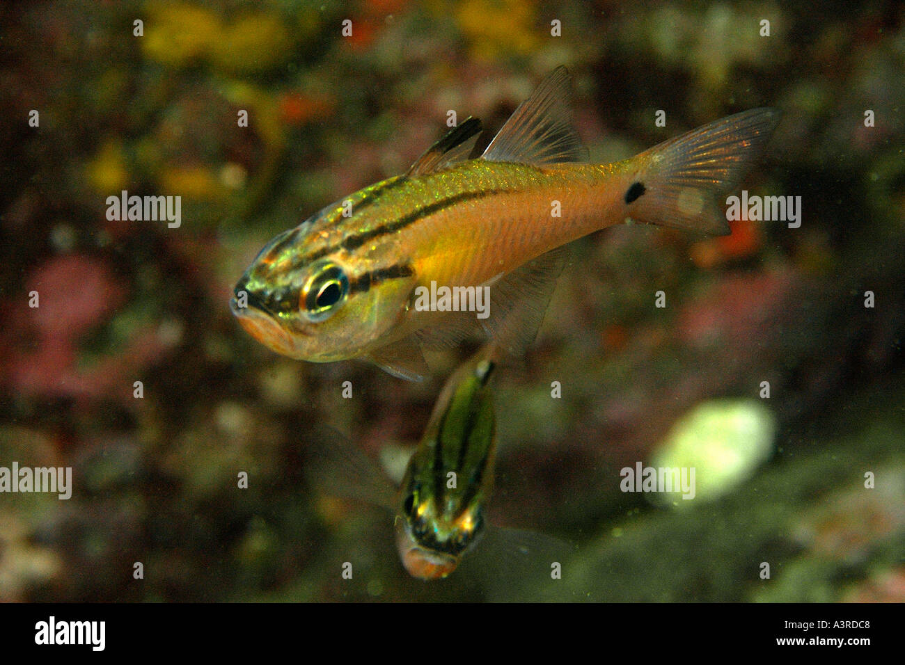 Two lined cardinalfish hi-res stock photography and images - Alamy