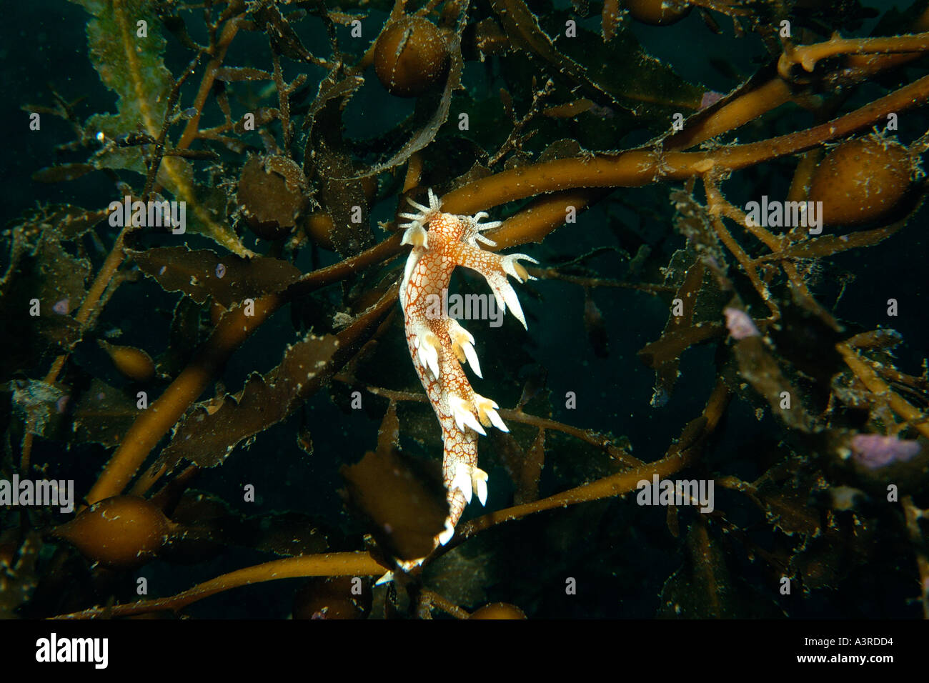 Nudibranch sea slug on kelp hi-res stock photography and images - Alamy