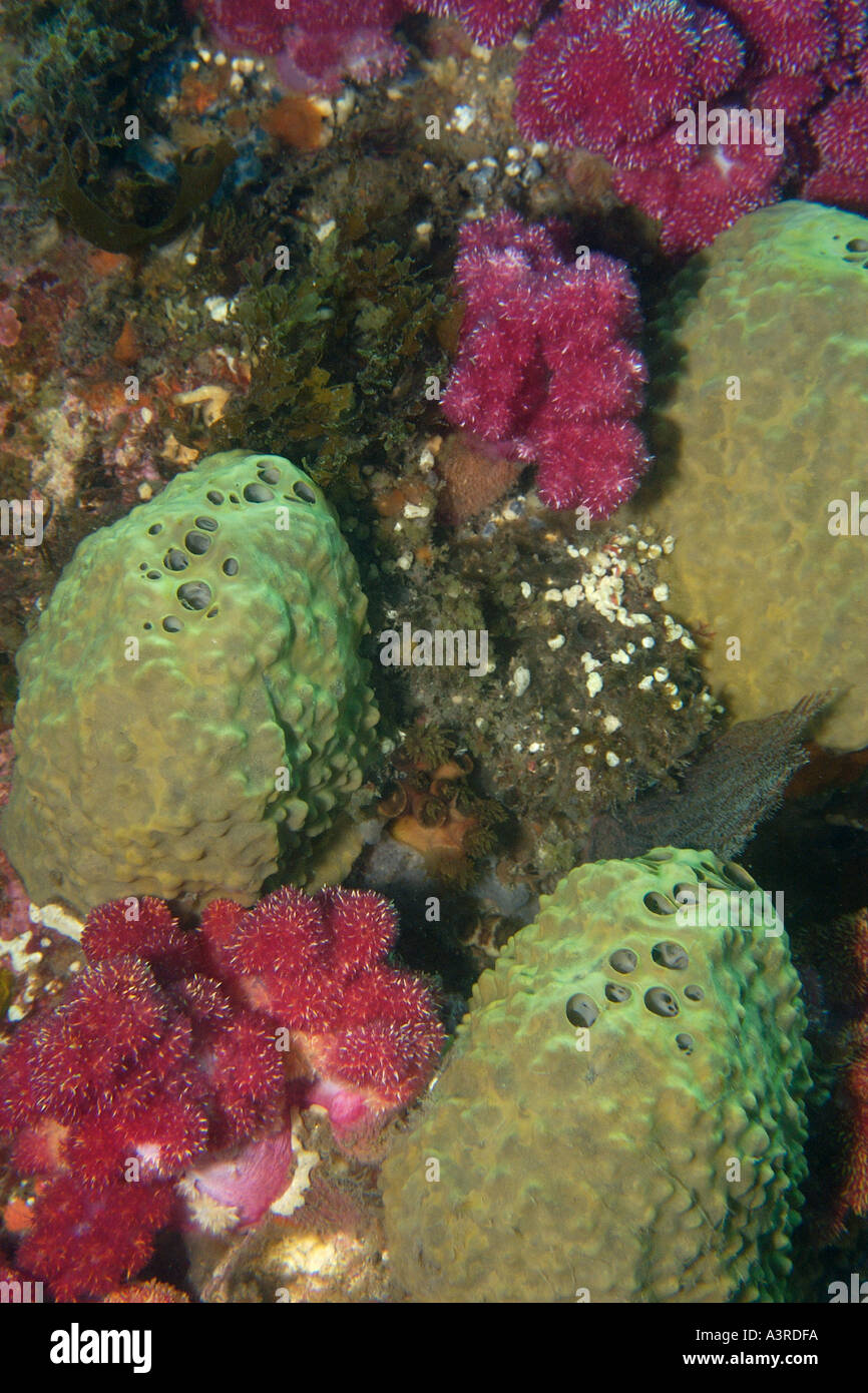 Sponge Spirastrella insignis and red soft coral Paraspongodes hirotai Munsom island Jeju Do South Korea East Sea  Stock Photo