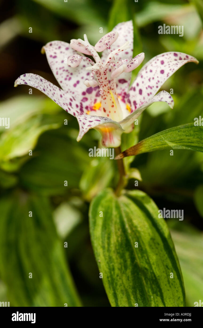 Closeup of a toad lily flower Tricyrtis latifoliagarden Stock Photo