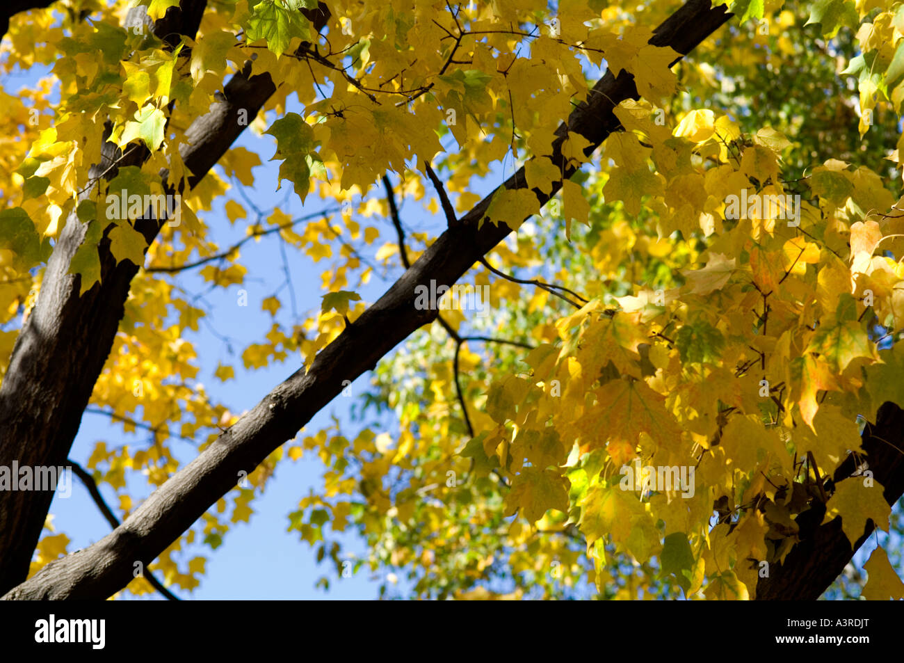 Sugar maple tree colors hi-res stock photography and images - Alamy