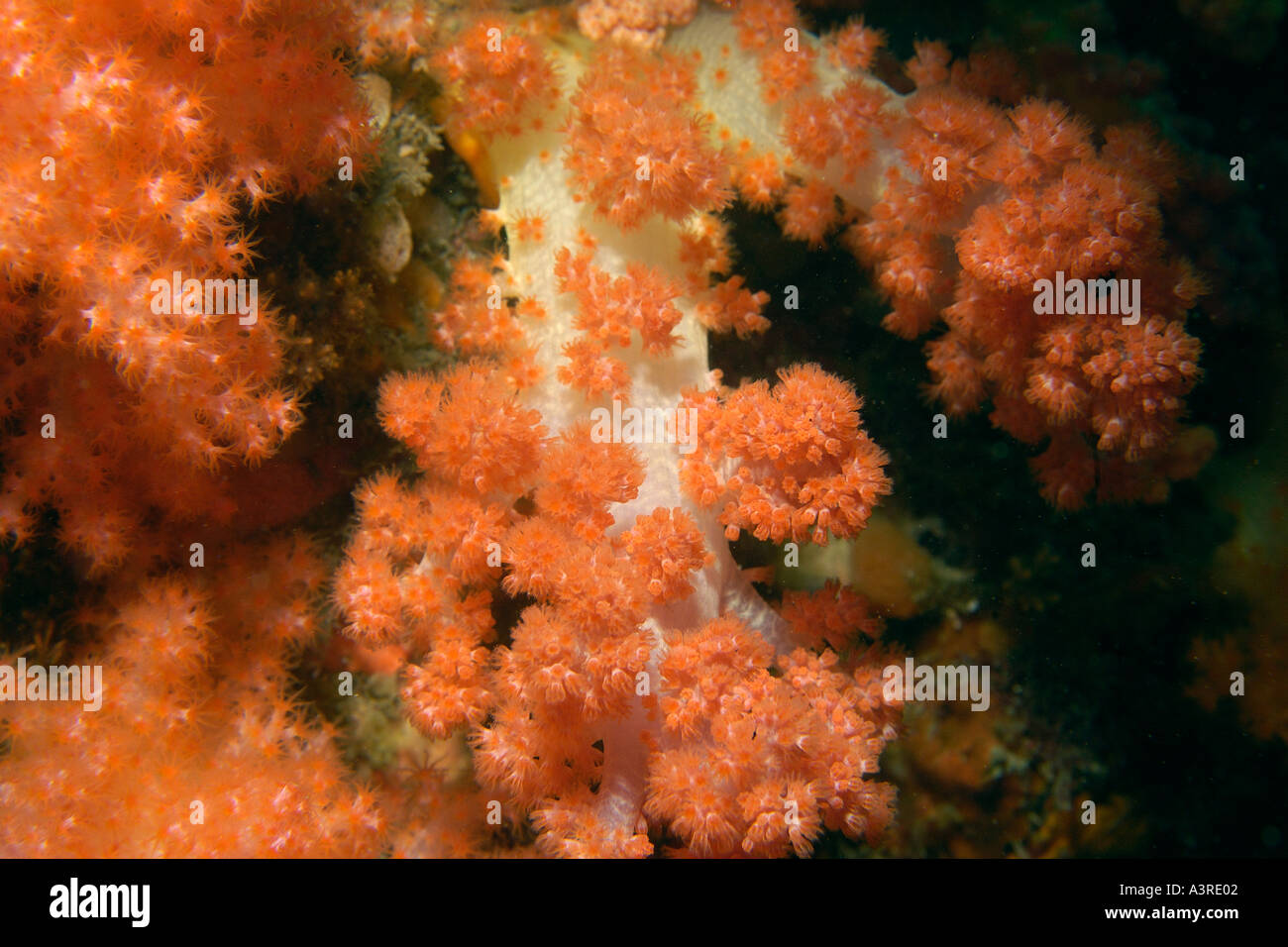 Red soft coral Dendronephthya sp Munsom island Jeju Do South Korea East Sea Stock Photo