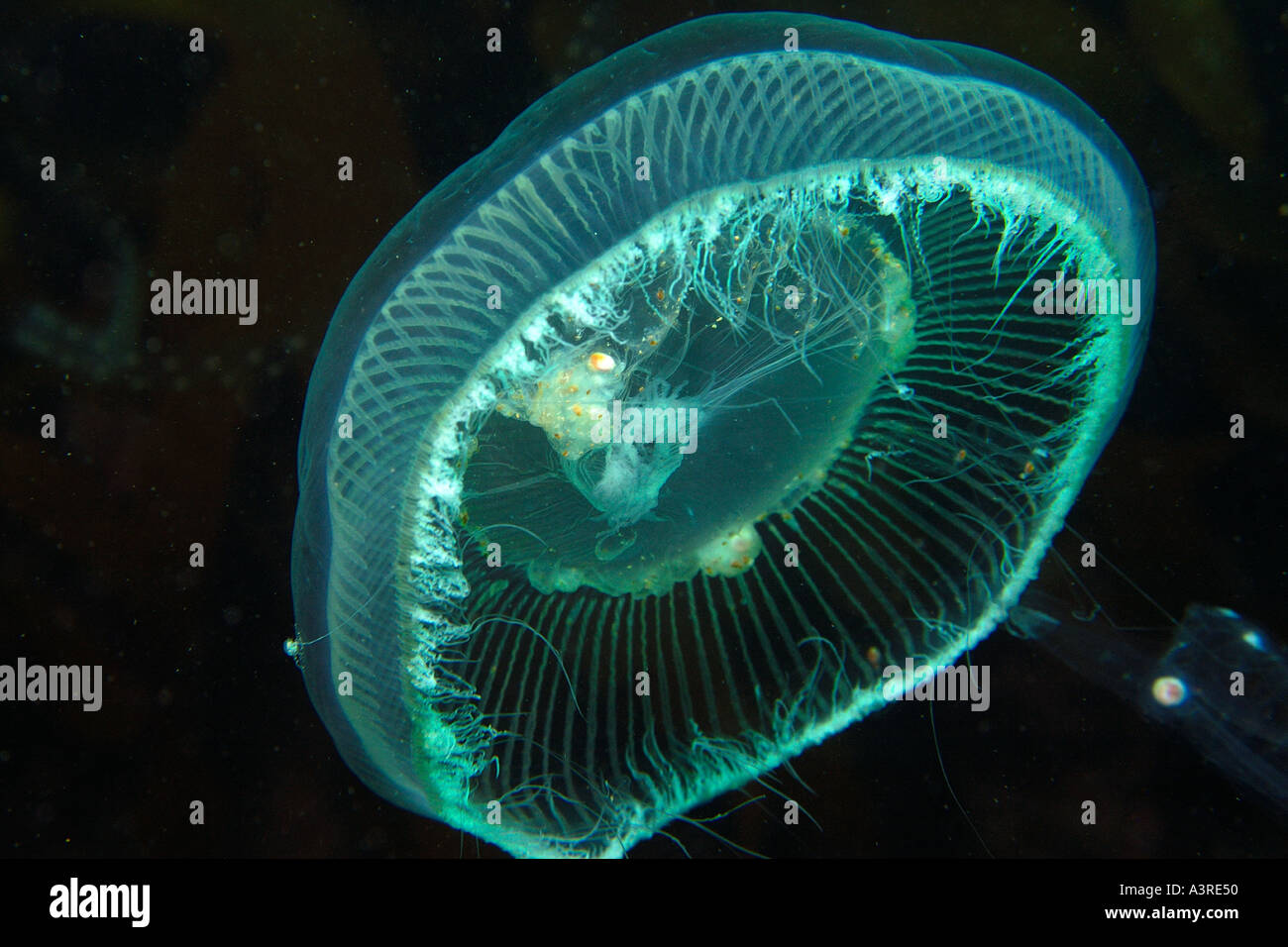 Jellyfish Munsom island Jeju Do South Korea East Sea Stock Photo Alamy