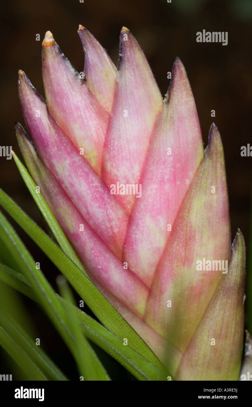 Closeup of a bromeliad deta flower Stock Photo