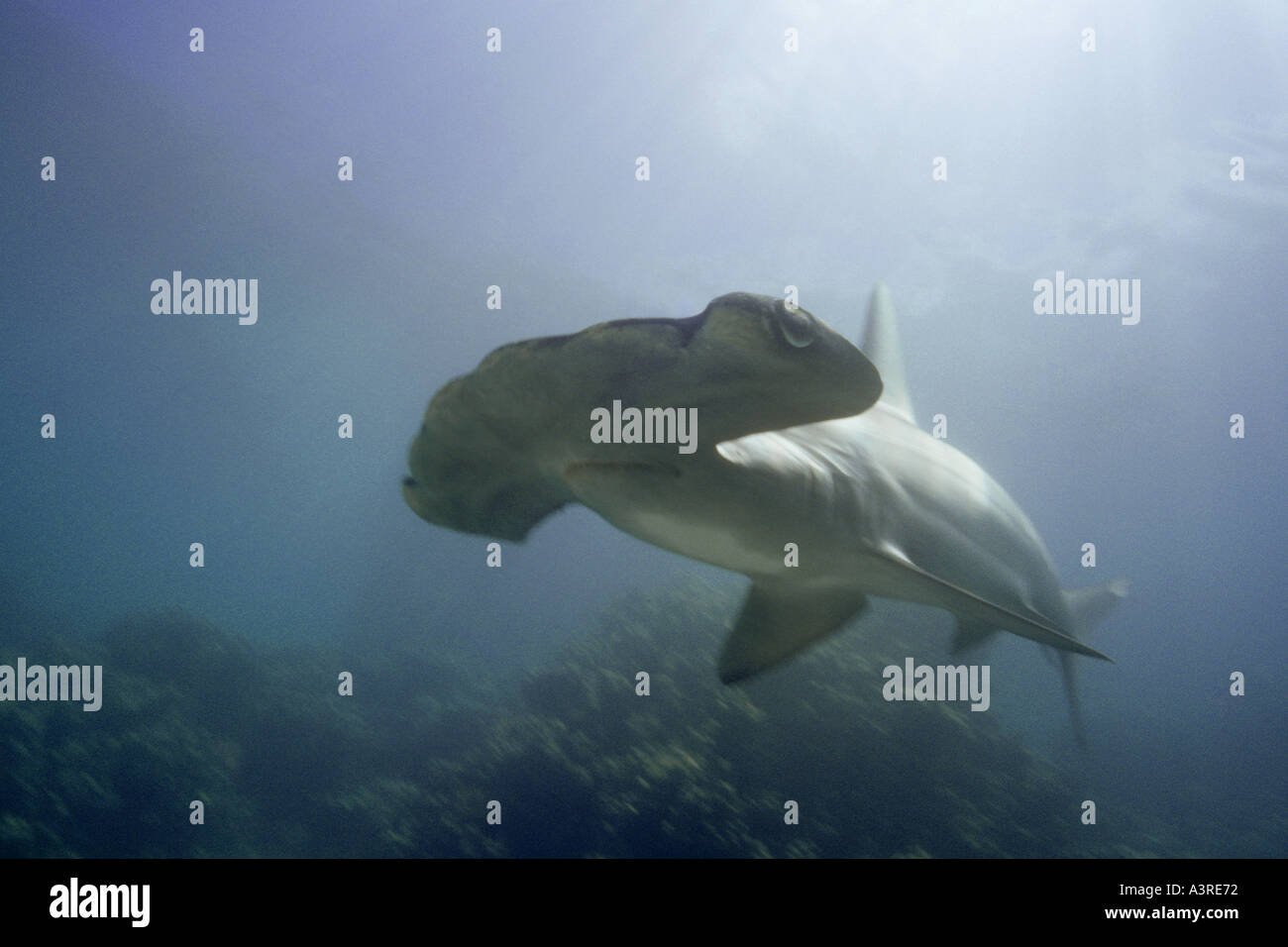 Scalloped hammerhead shark swimming over reef Sphyrna lewini Oahu
