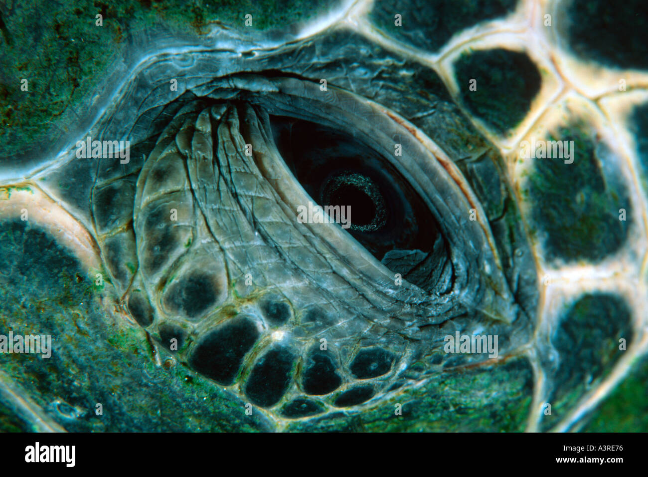 Close up green sea turtles eye hires stock photography and images Alamy