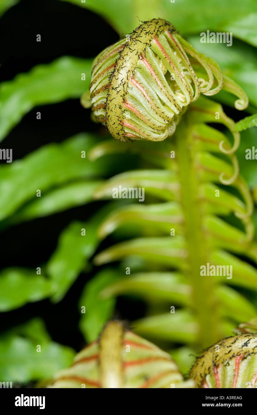 Closeup of a new fern leaf Stock Photo