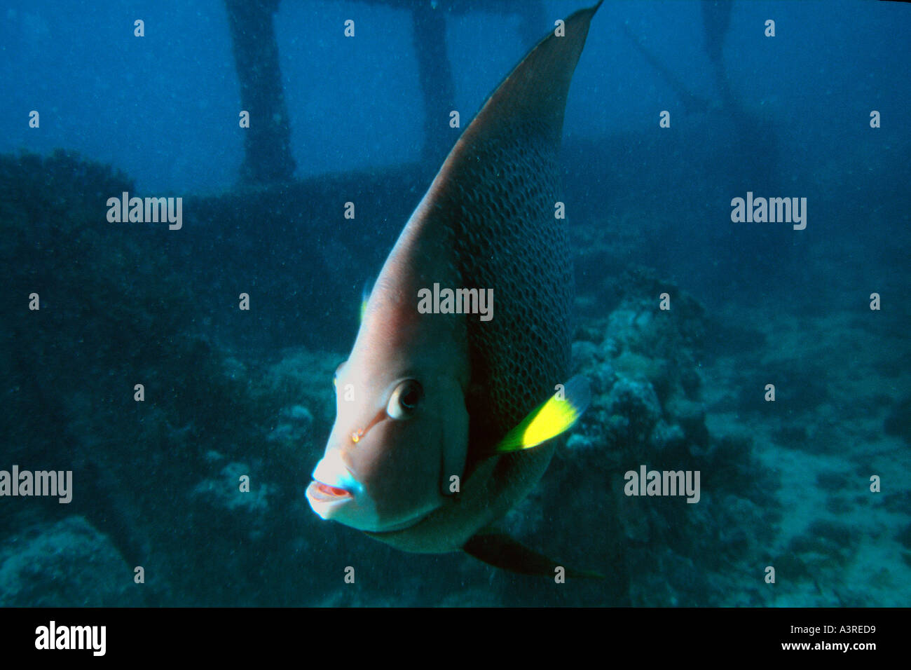 Gray angelfish Pomacanthus arcuatus Rosalina shipwreck Abrolhos National Marine Sanctuary Bahia Brazil South Atlantic Stock Photo