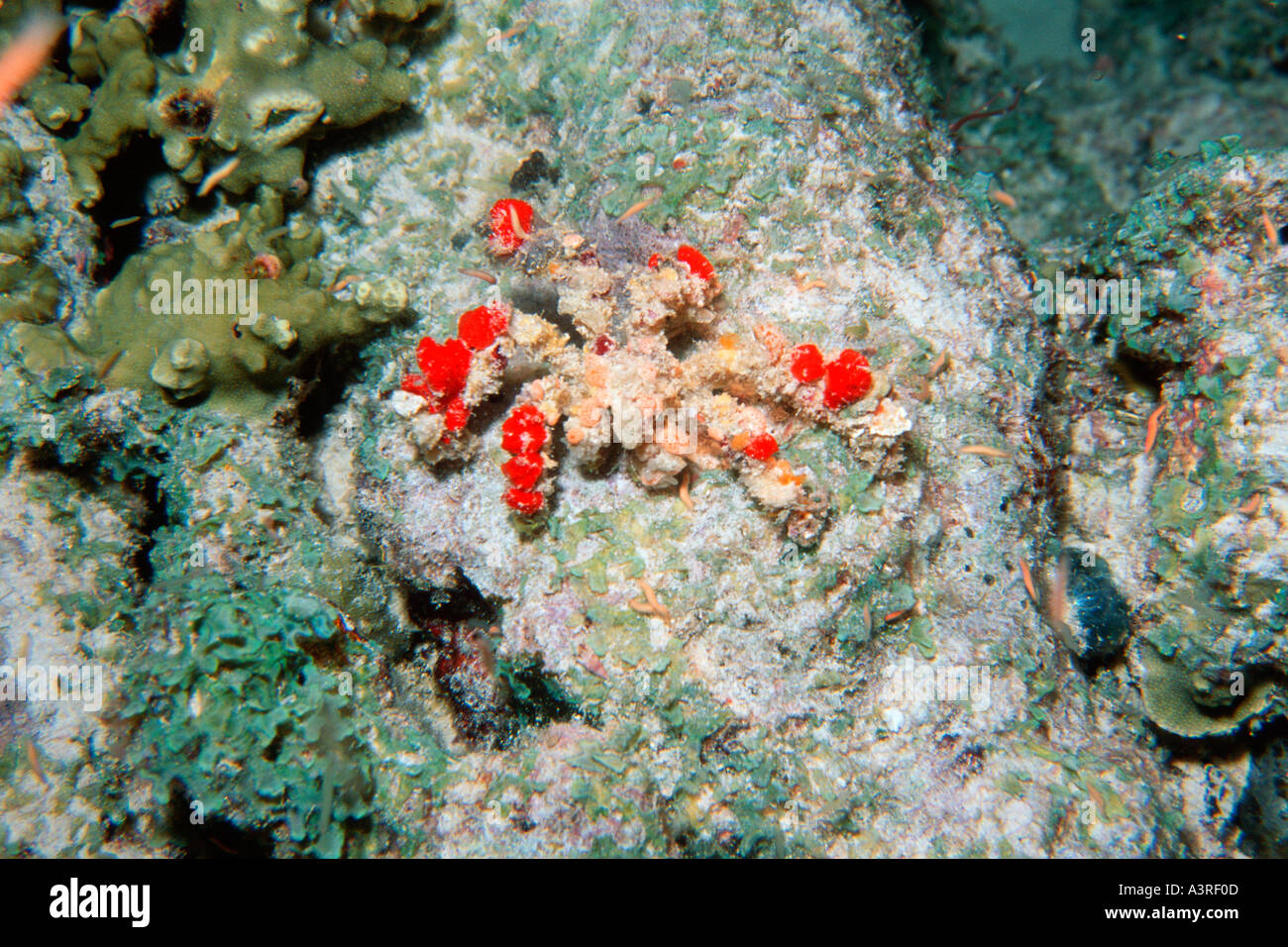 Decorator crab at night Camposcia retusa Similan Islands marine sanctuary Thailand Andaman Sea Stock Photo